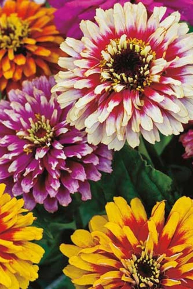 Seed Savers Whirlygig Mix Zinnia