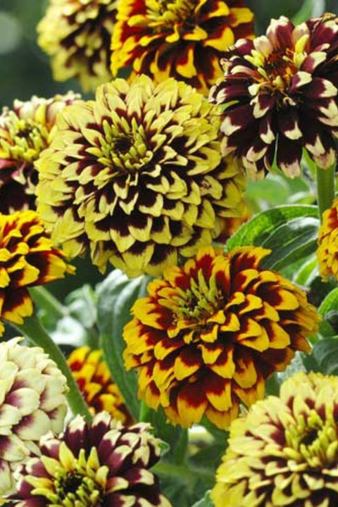 Seed Savers Jazzy Mix Zinnia