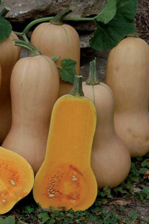 Seed Savers Waltham Butternut Squash