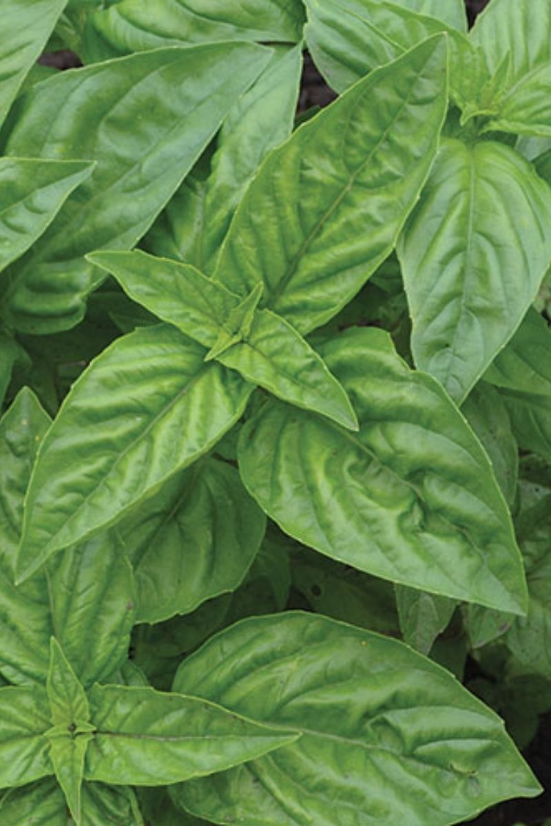Seed Savers Genovese Organic Basil