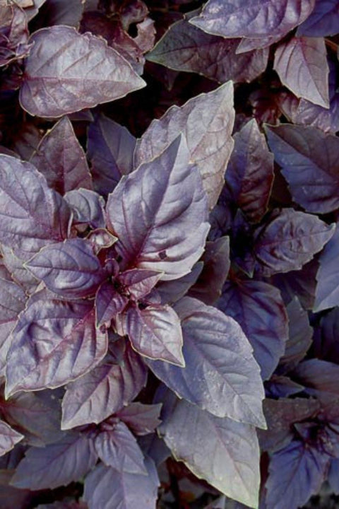 Seed Savers Purple Dark Opal Basil