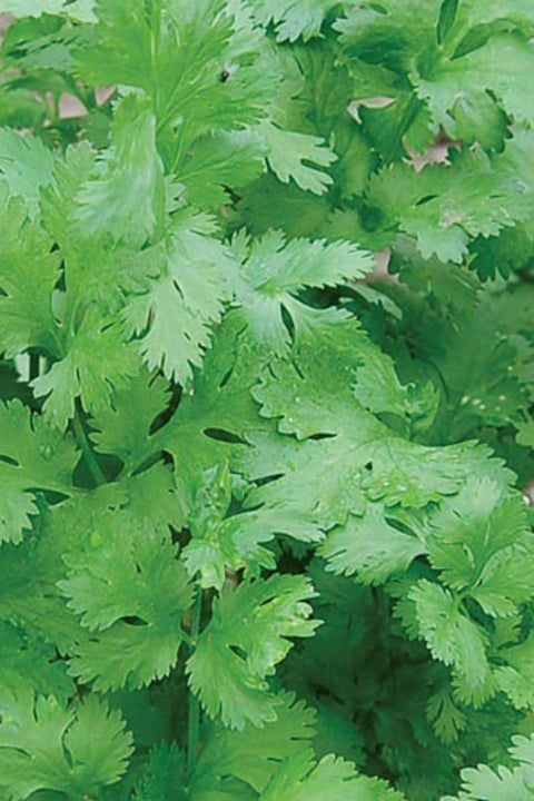 Seed Savers Cilantro