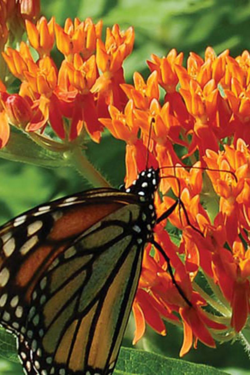 Seed Savers Butterflyweed