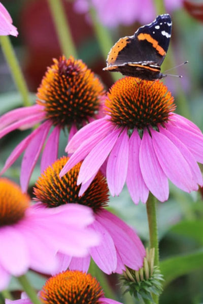 Seed Savers Purple Coneflower