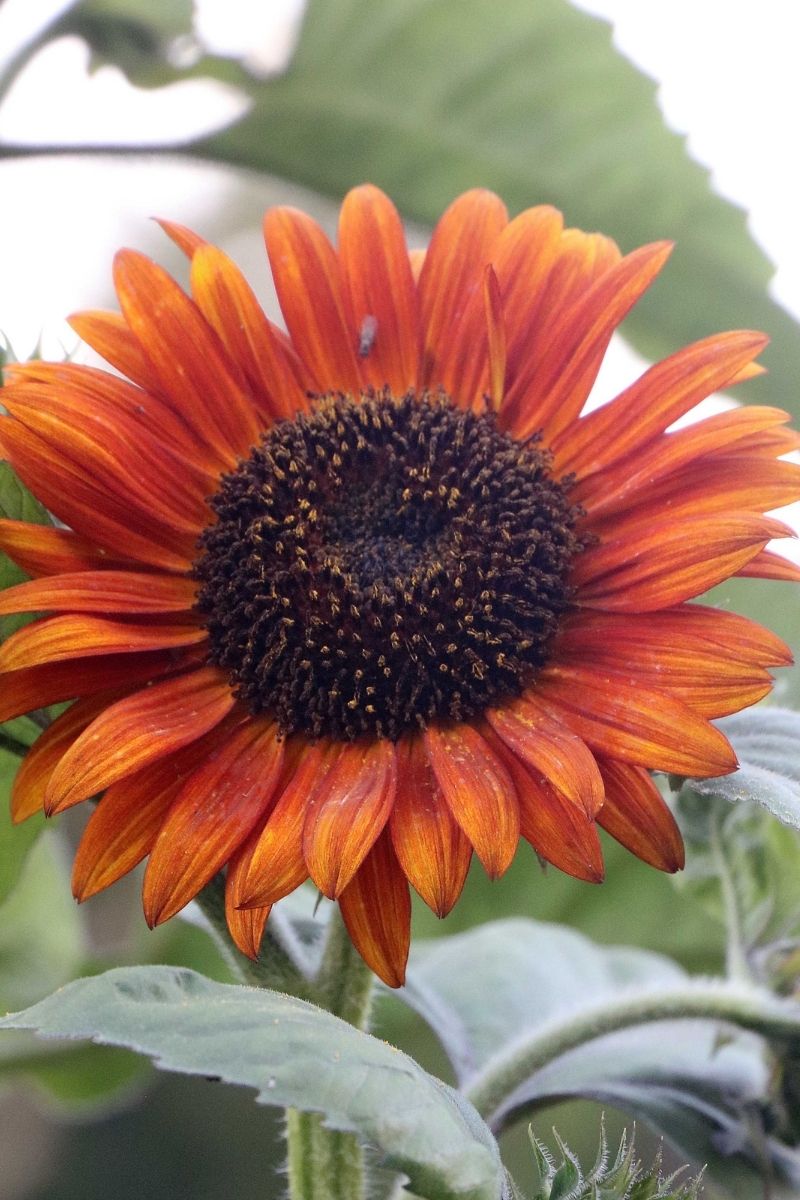 Seed Savers Autumn Beauty Organic Sunflower