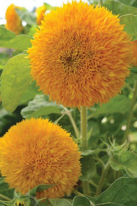 SEED, SUNFLOWER TEDDY BEAR