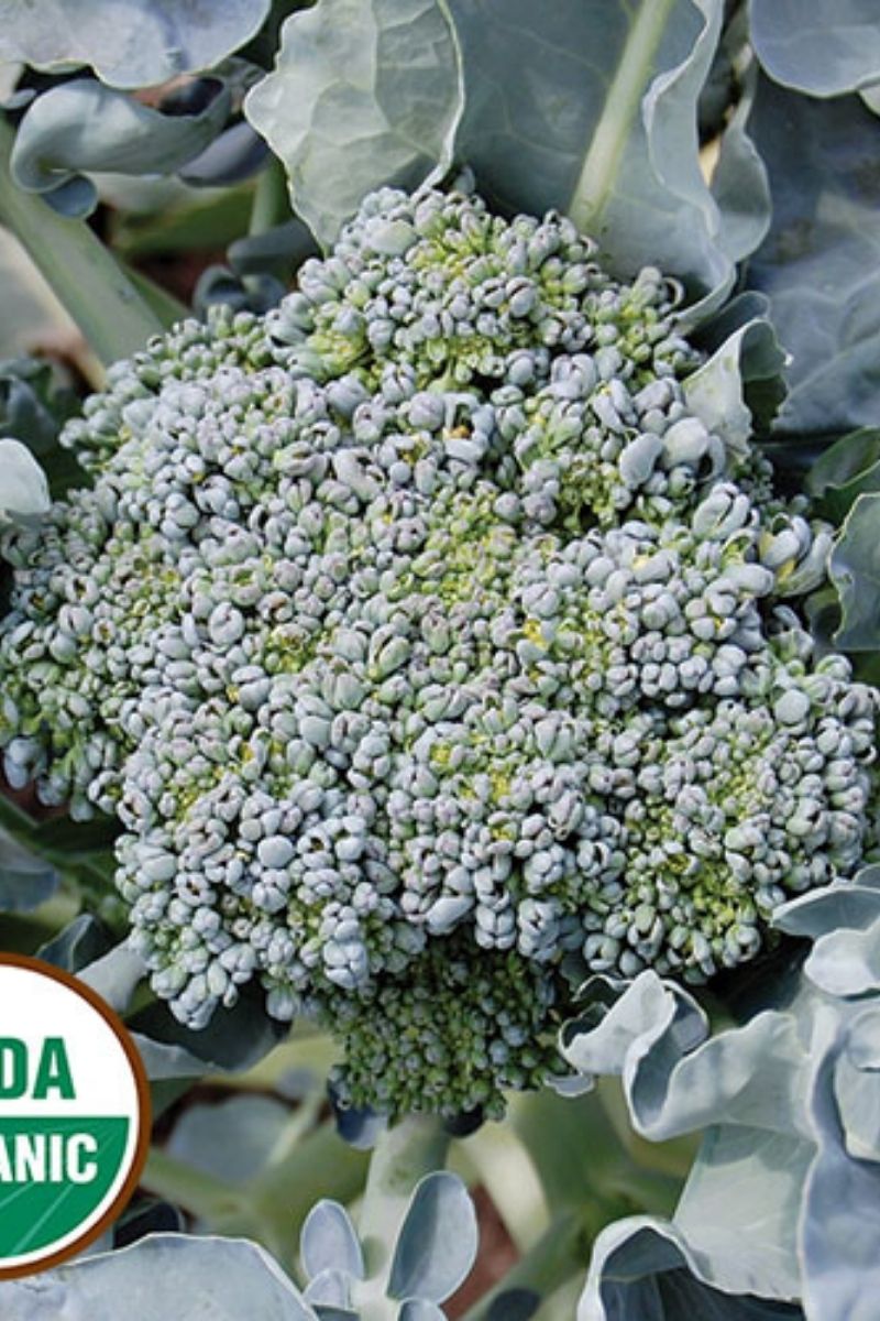 Seed Savers Calabrese Organic Broccoli