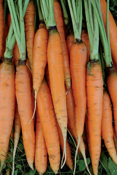 Seed Savers Scarlet Nantes Carrot