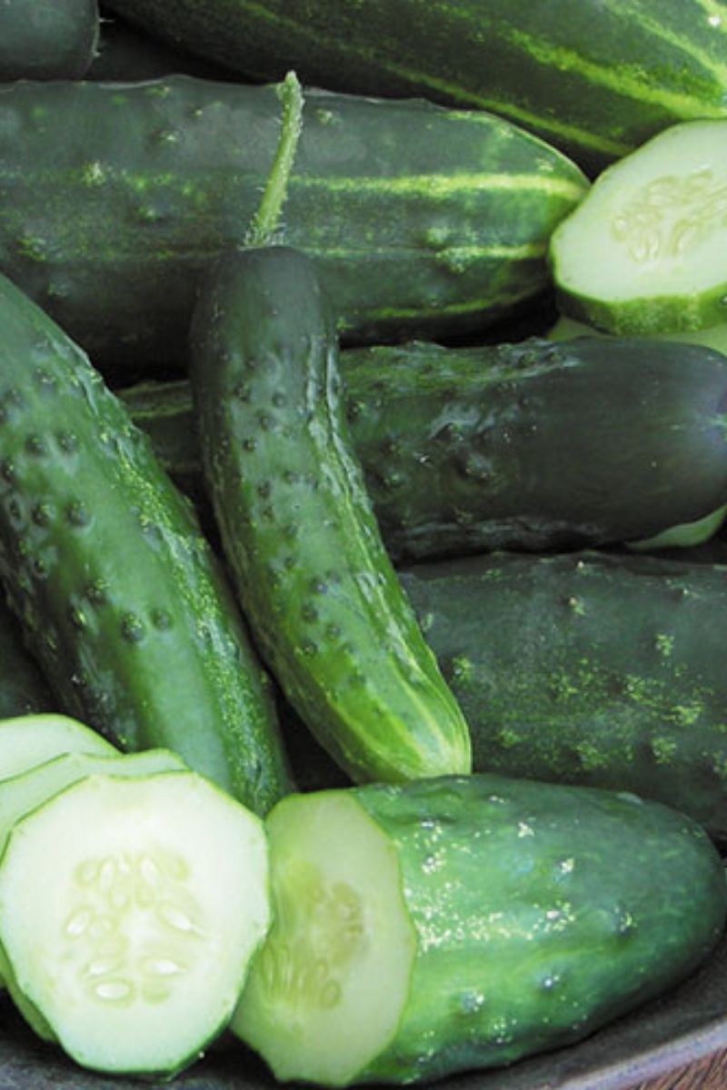Seed Savers Early Fortune Organic Cucumber