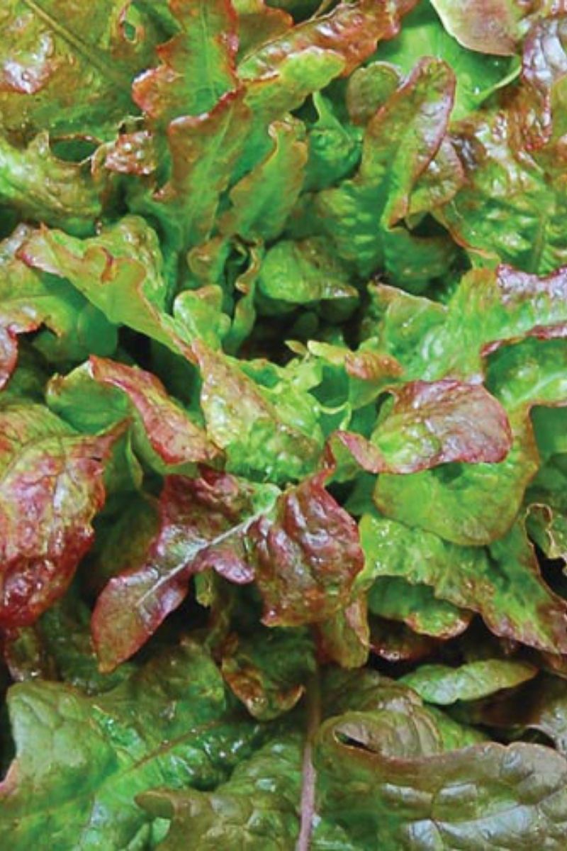 Seed Savers Bronze Arrowhead Lettuce