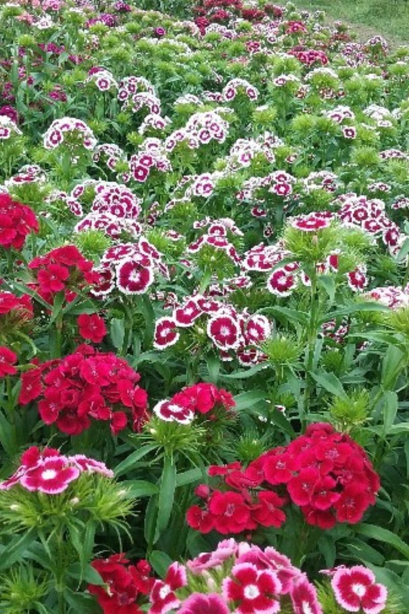 Seed Savers Sweet William Electron Organic Blend