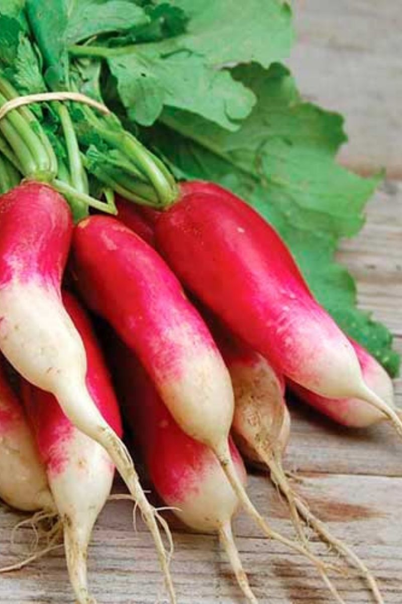 Seed Savers French Breakfast Radish