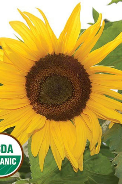 Seed Savers Arikara Sunflower