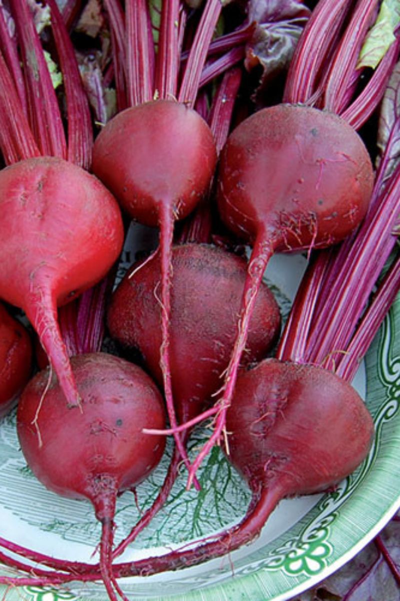 Seed Savers Bull's Blood Organic Beet