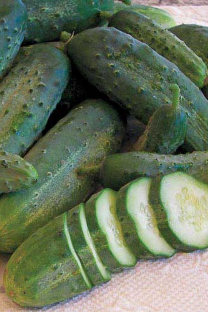 Seed Savers Snow's Fancy Pickling Organic Cucumber