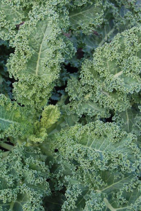 Seed Savers Dwarf Blue Curled Organic Kale