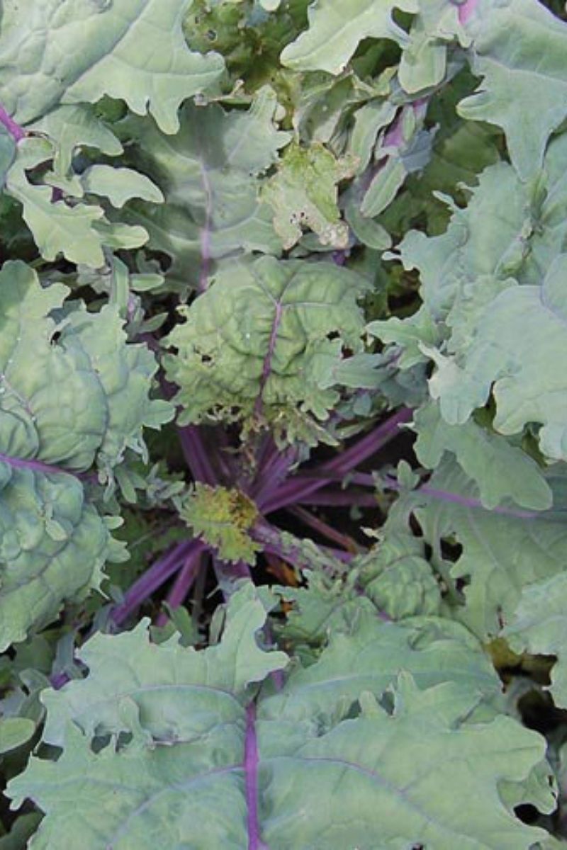 Seed Savers Red Russian Organic Kale