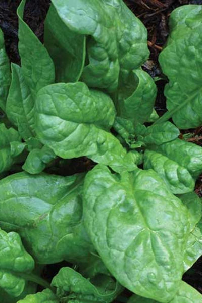 Seed Savers America Spinach