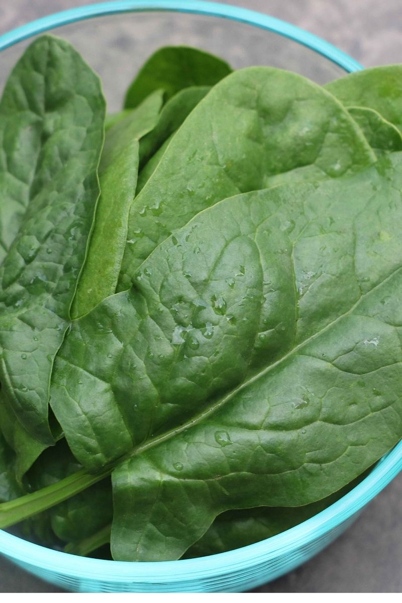 Seed Savers Bloomsdale Spinach