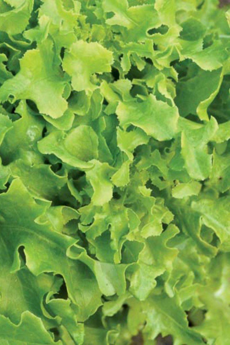 Seed Savers Gold Rush Organic Lettuce