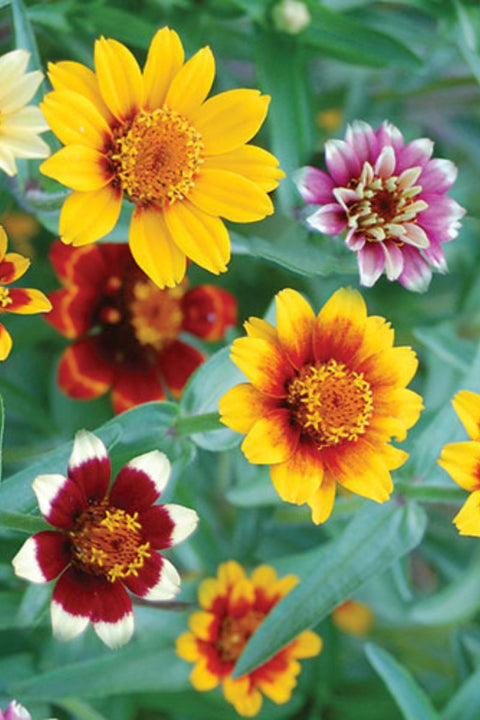 Seed Savers Persian Carpets Zinnia