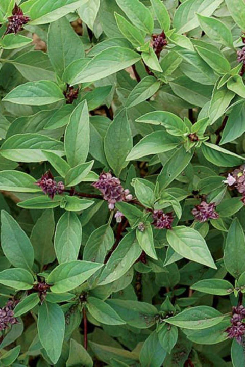 Seed Savers Thai Basil