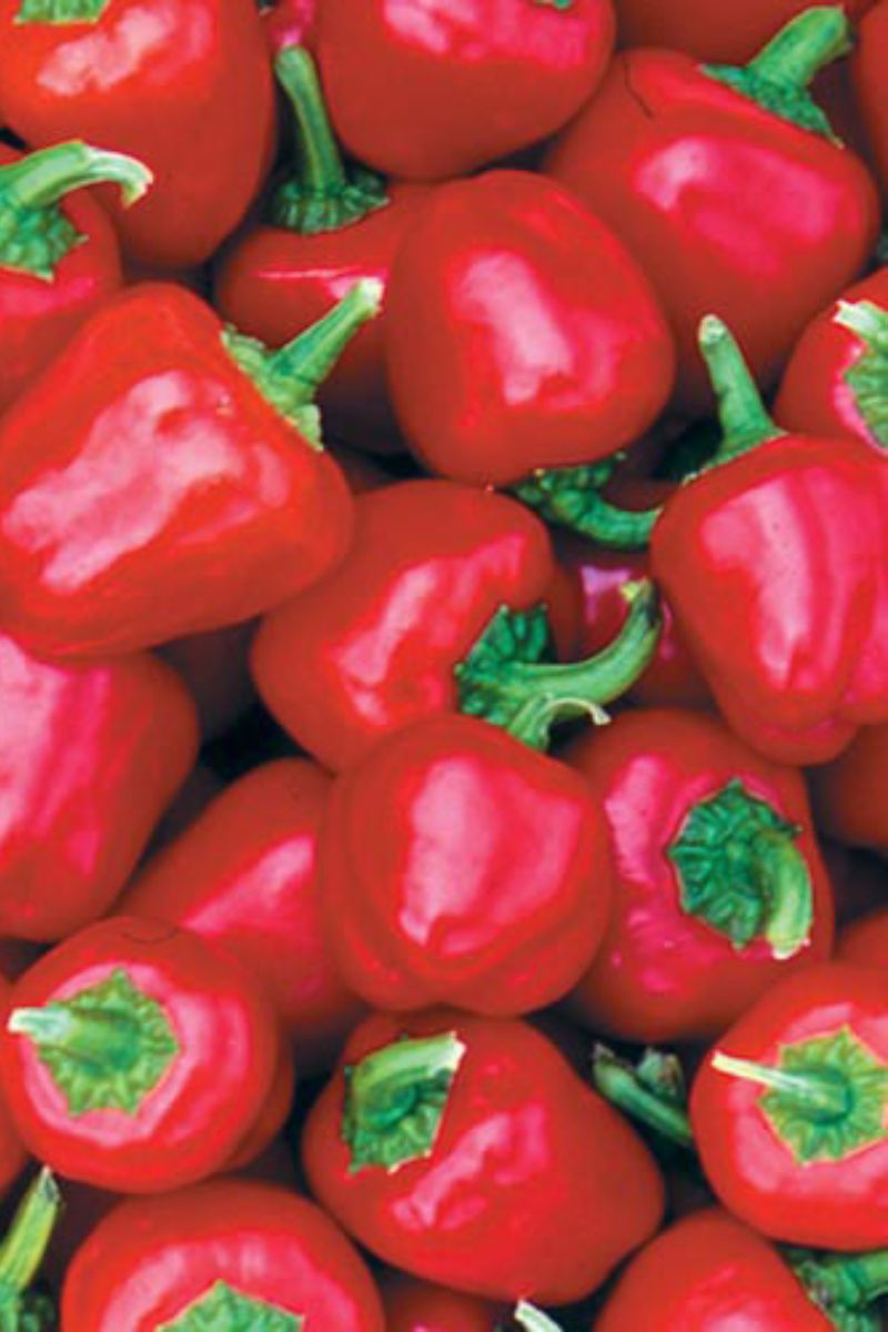 Seed Savers Miniature Red Bell Organic Pepper