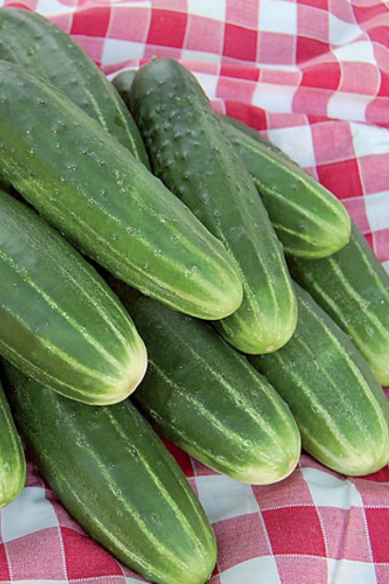 Seed Savers A & C Pickling Organic Cucumber