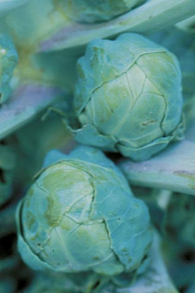 Seed Savers Long Island Improved Brussels Sprouts