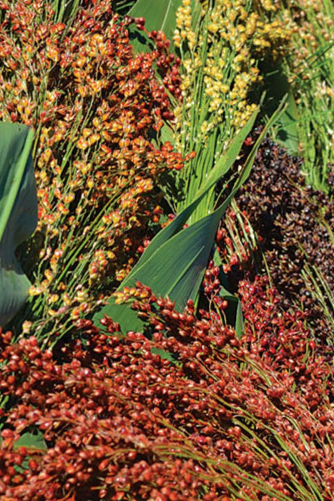 Seed Savers Mixed Colors Broomcorn Sorghum