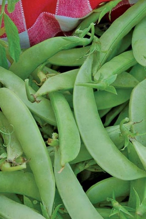 Seed Savers Amish Snap Pea