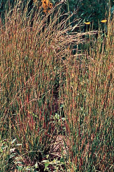 Seed Savers Little Bluestem