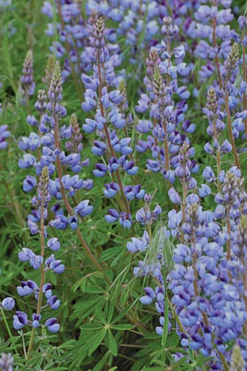 Seed Savers Lupine