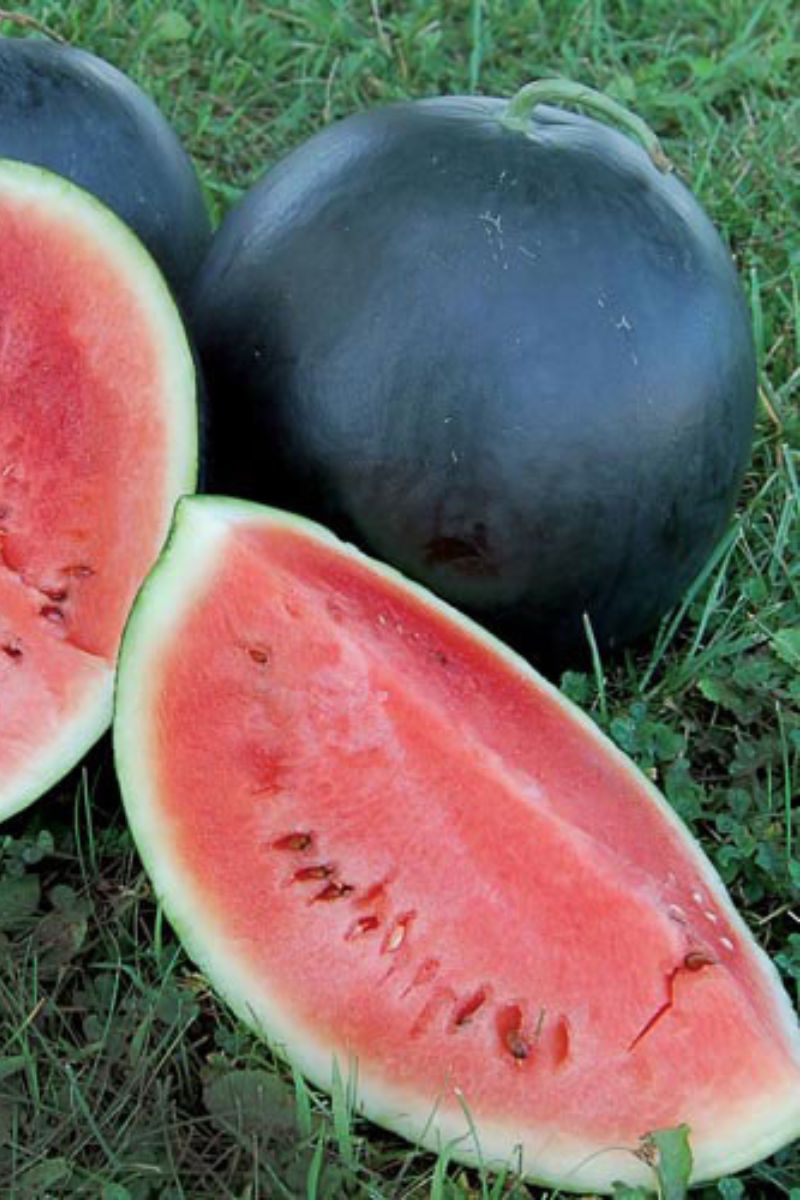 Seed Savers Blacktail Mountain Organic Watermelon