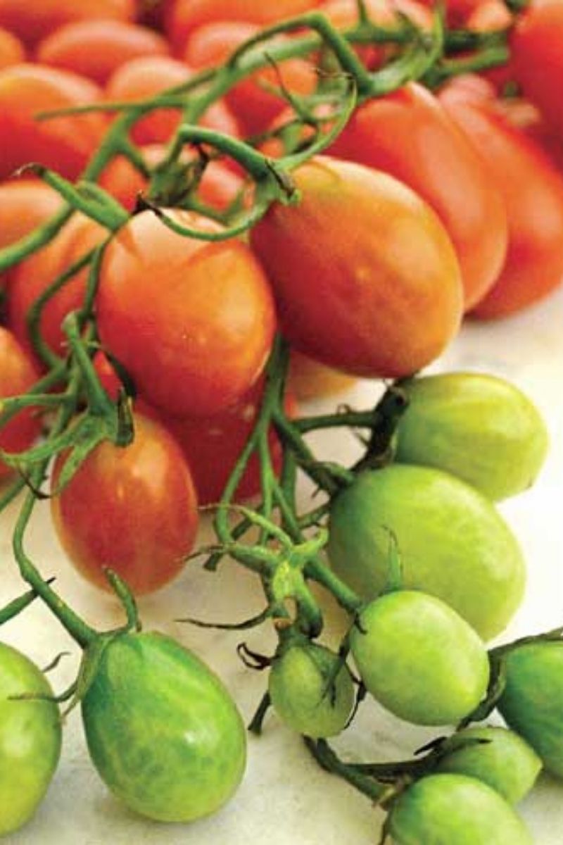 Seed Savers Cherry Roma Organic Tomato