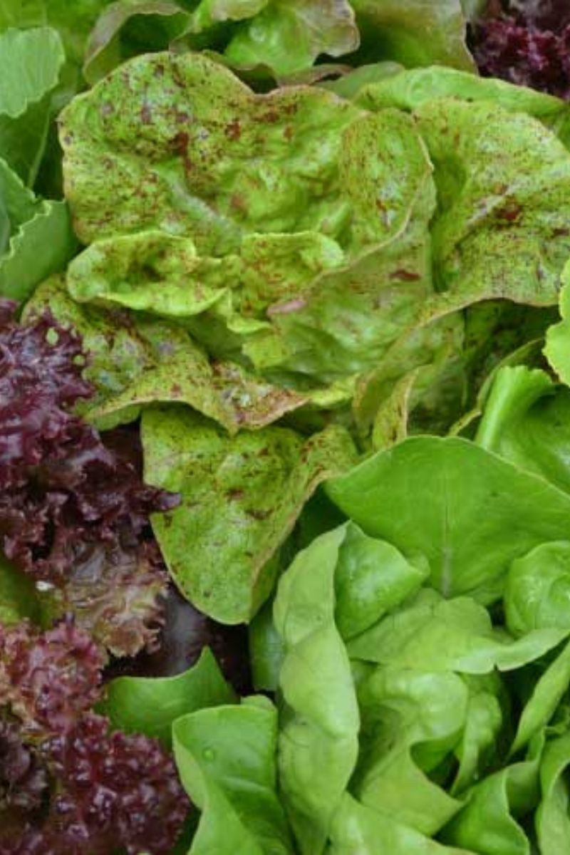 Seed Savers Lettuce Mix