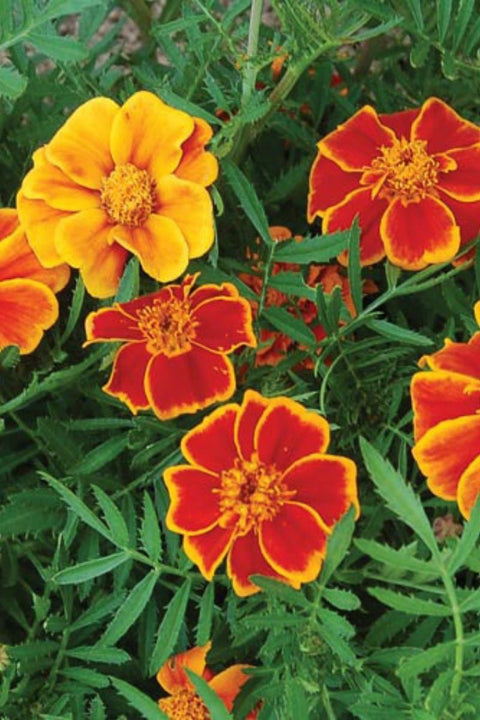 Seed Savers Red Marietta Marigold