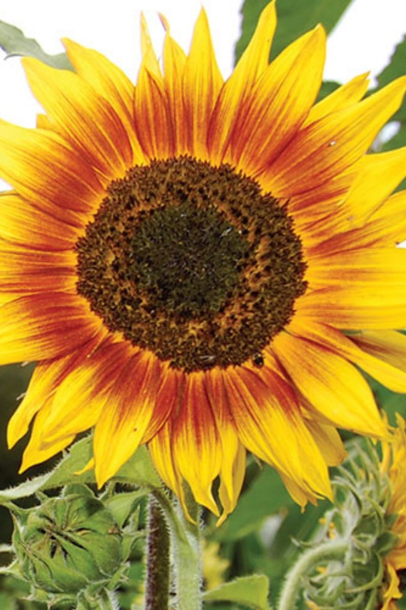 Seed Savers Ring of Fire Sunflower