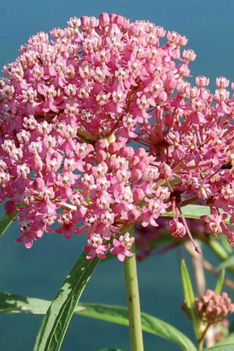 Seed Savers Red Milkweed