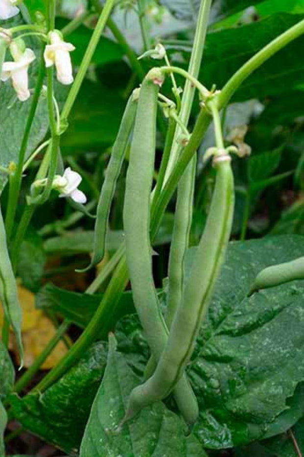 Seed Savers Empress Bean