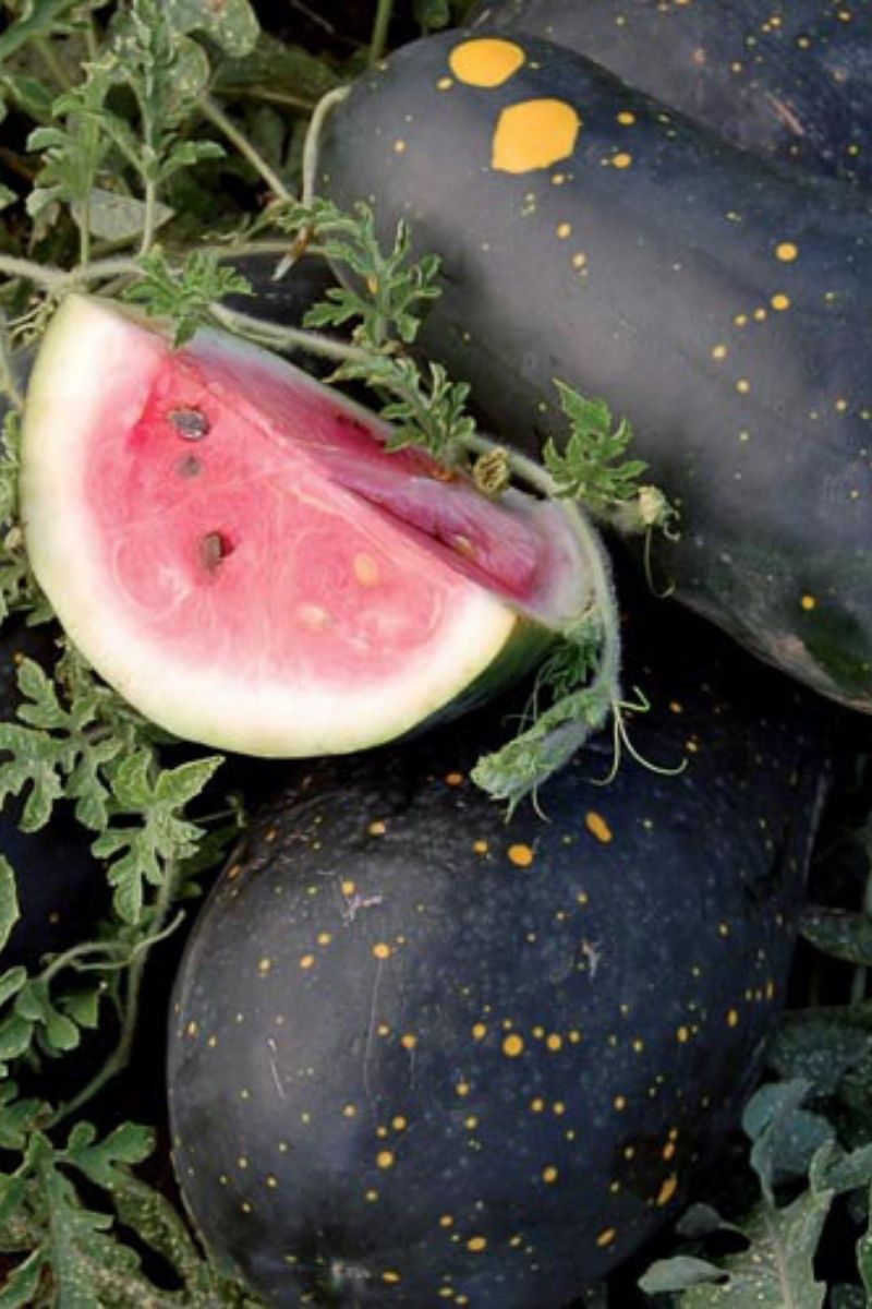 Seed Savers Moon & Stars (Cherokee) Organic Watermelon