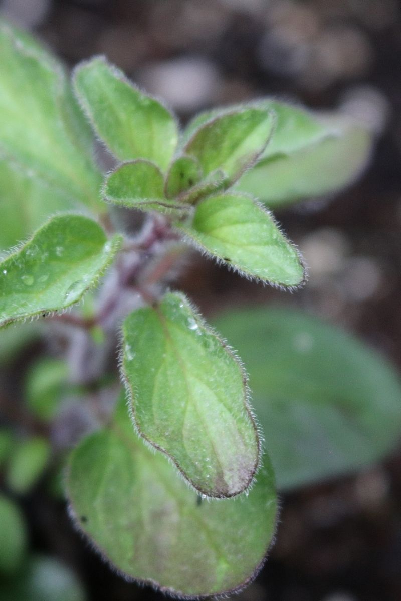 Seed Savers Greek Oregano