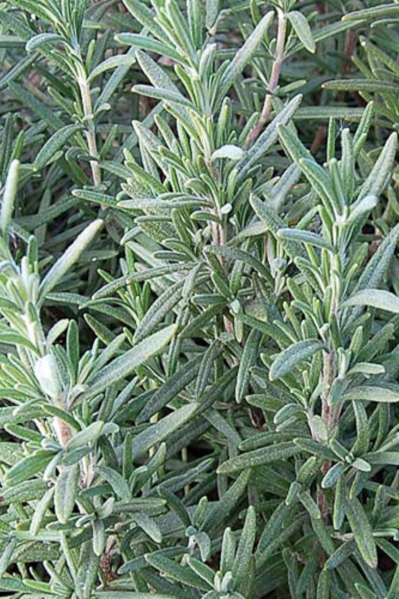Seed Savers Rosemary