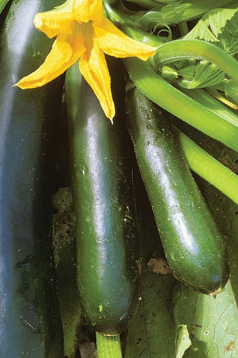 Seed Savers Black Beauty Zucchini Organic Squash