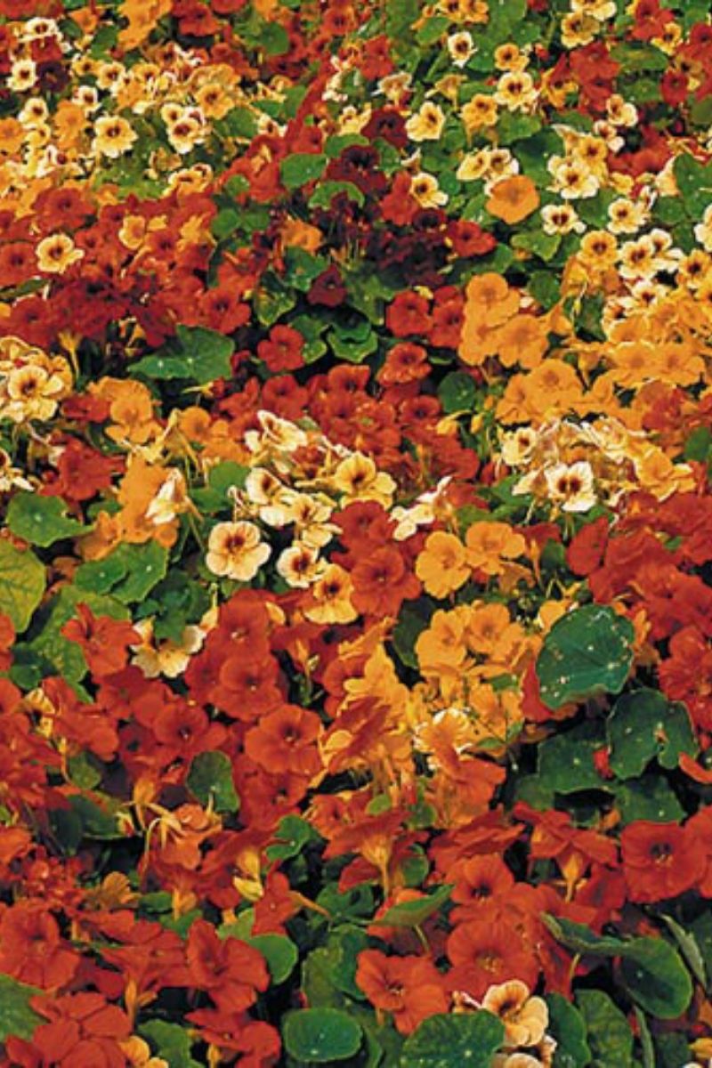 Seed Savers Tip Top Nasturtium