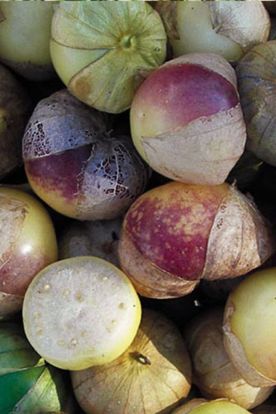 SEED, TOMATILLO DR. WYCHE'S YE