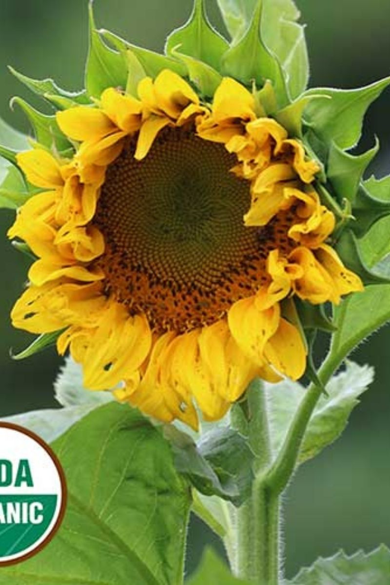 Seed Savers Mongolian Giant Organic Sunflower