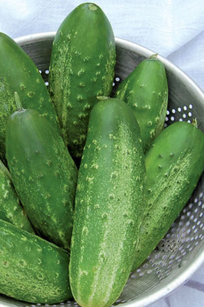 Seed Savers Russian Pickling Organic Cucumber