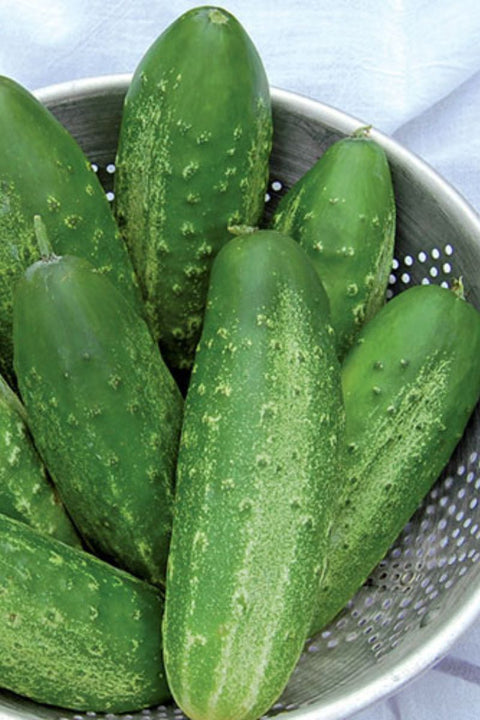 Seed Savers Russian Pickling Cucumber