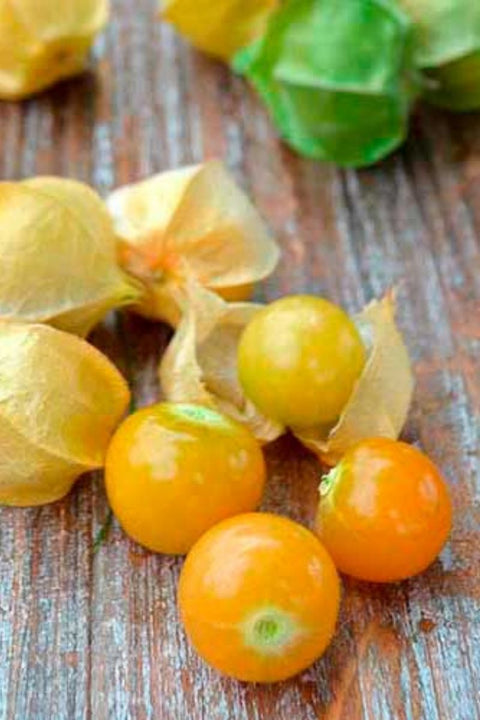 Seed Savers Loewen Family Heirloom Ground Cherry